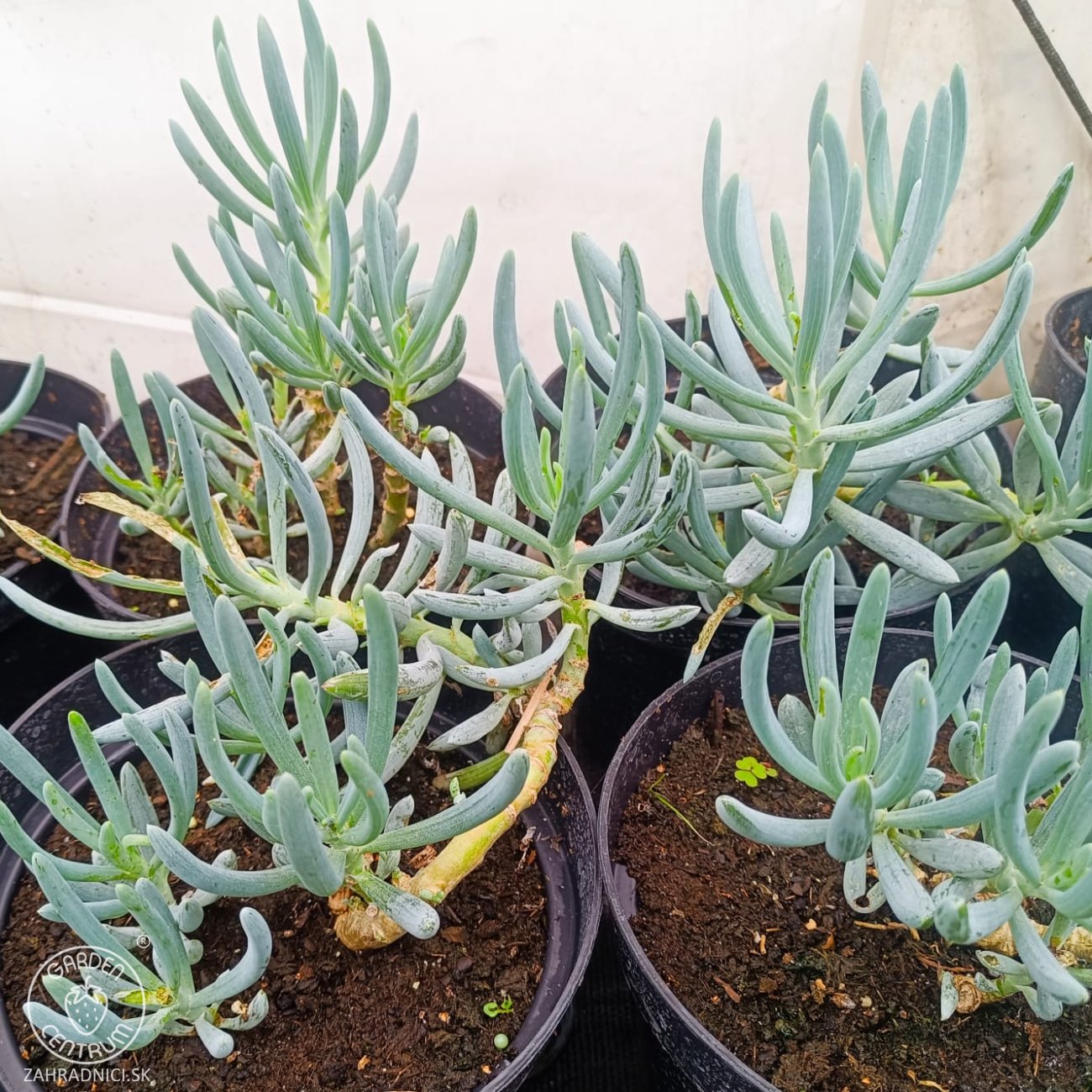 Obrázok Starček mandraliskový (Senecio mandraliscae) ´BLUE MOUNTAIN´ - výška 10-20 cm, kont. C2L (-5 °C)